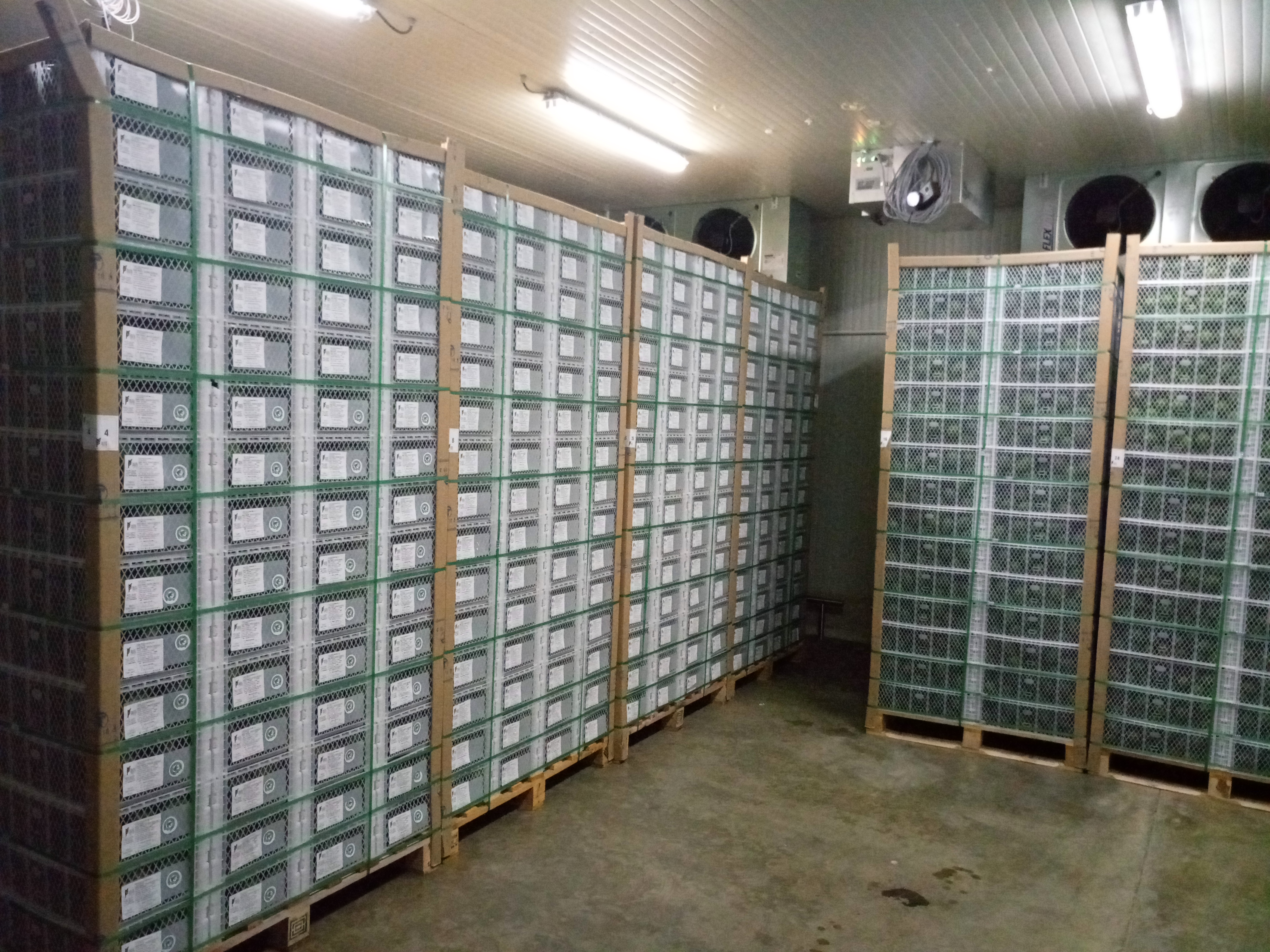 Fruta fresca Dorado División